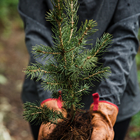 Clayton's sustainability effort includes planting 2.33 million trees in the United States